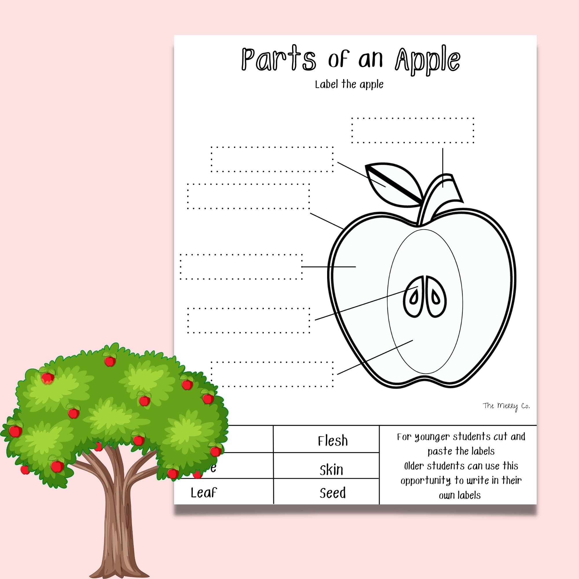 Apple Life Cycle Parts Of An Apple Kindergarten Curriculum Fall Activity For Kids Preschool Learning Printable Homeschool Worksheets Etsy