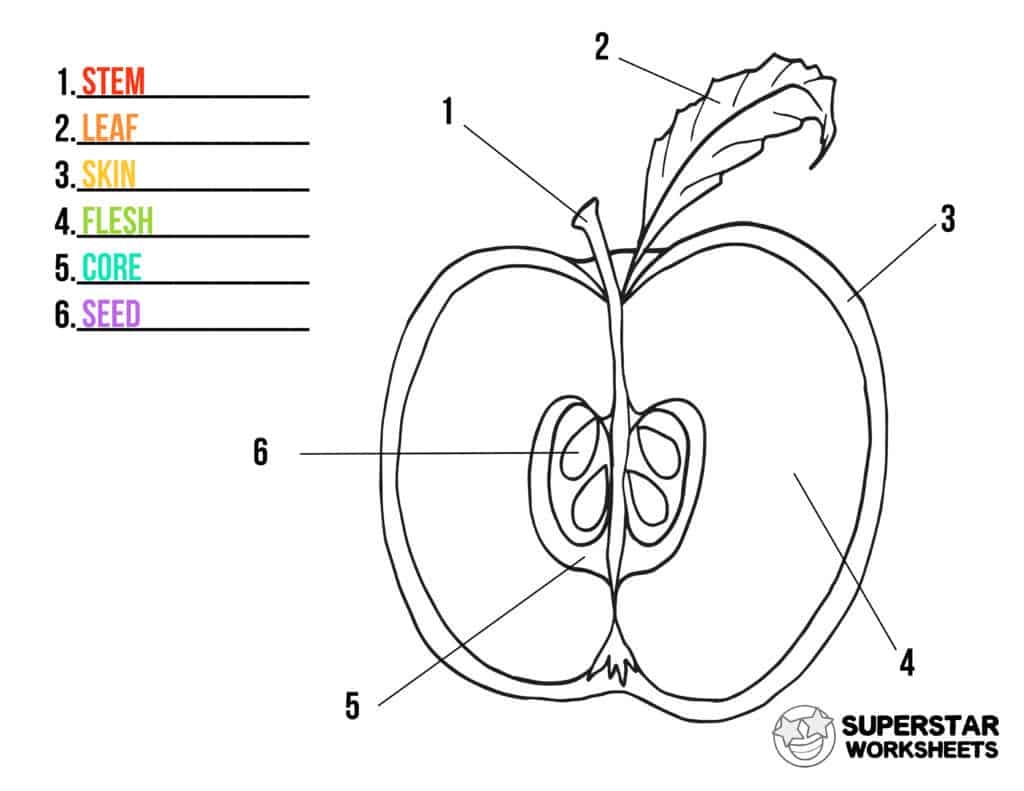 Apple Worksheets Superstar Worksheets