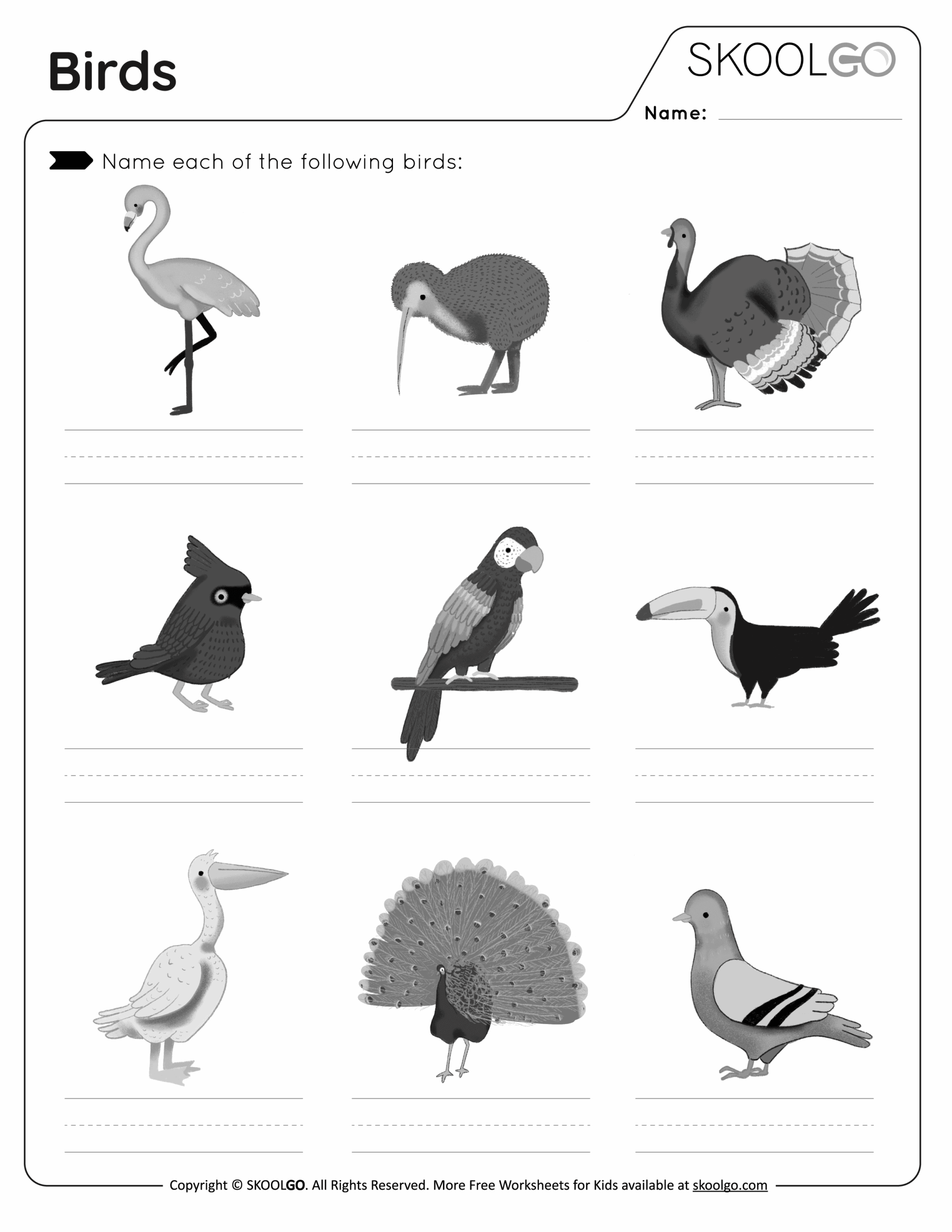 Free Printable Bird Worksheets For Preschool