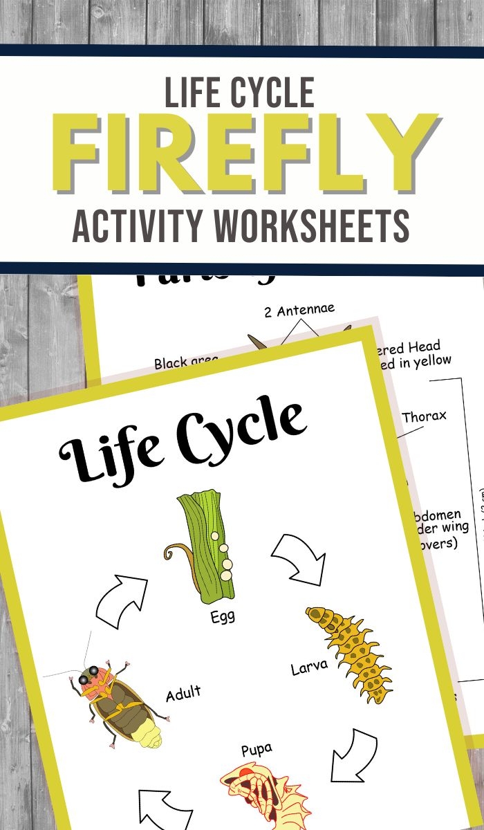 free printable preschool worksheets firefly themes