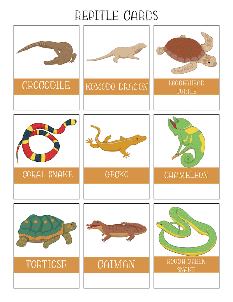 Free Reptiles Worksheets Kids Love With Printables Worksheets Library