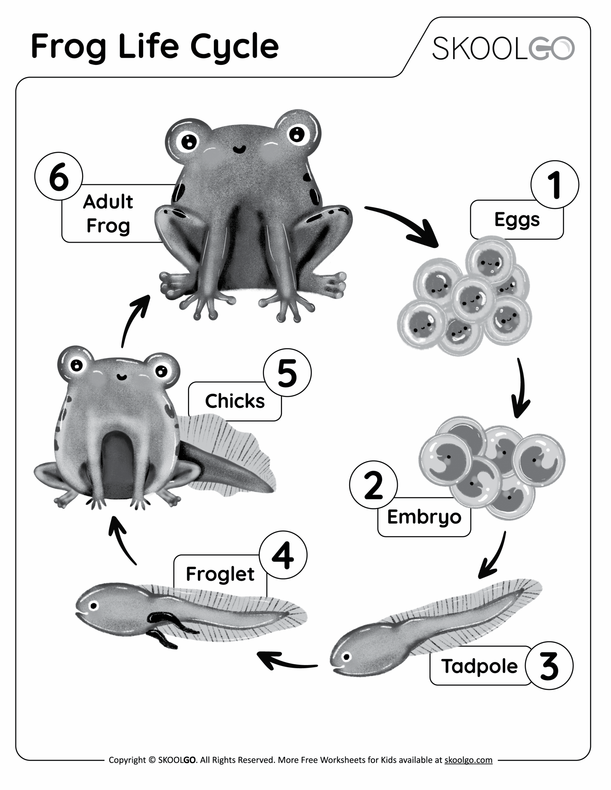 Frog Life Cycle Free Worksheet SKOOLGO