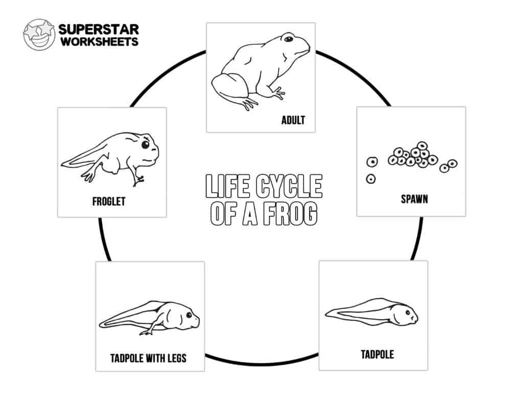 Life Cycle Of A Frog Worksheets Superstar Worksheets