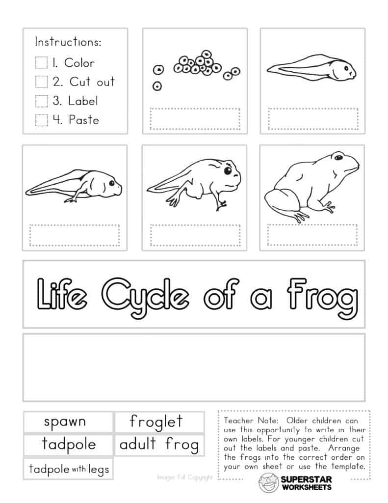 Life Cycle Of A Frog Worksheets Superstar Worksheets
