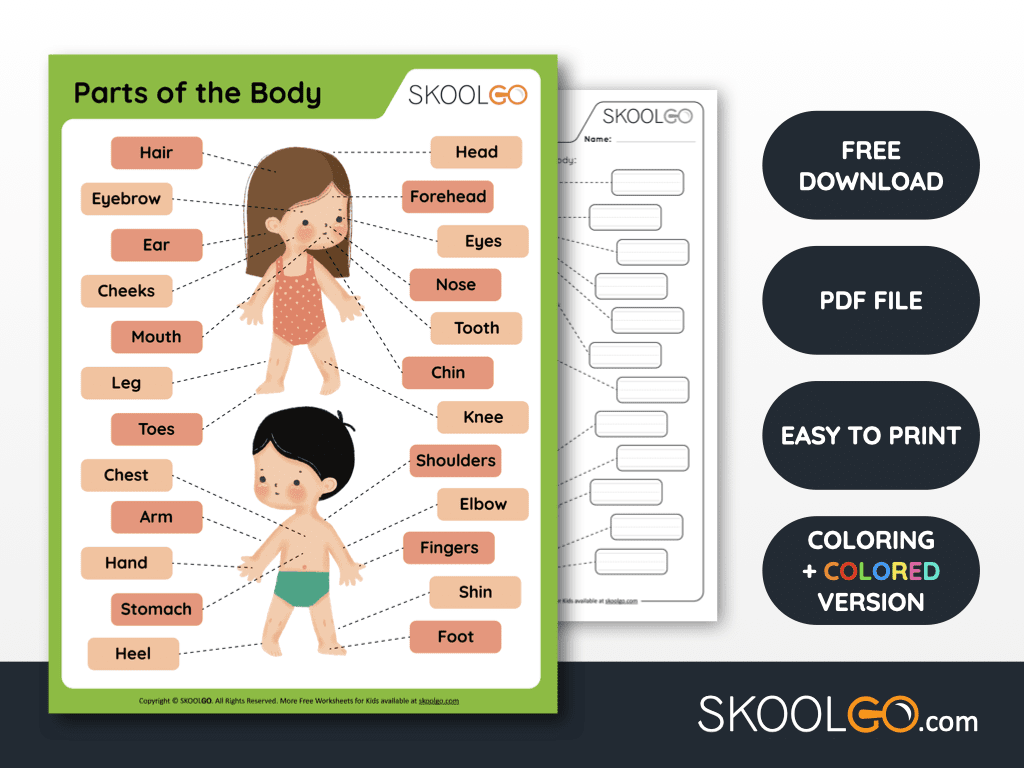 body parts printable worksheets for preschoolers