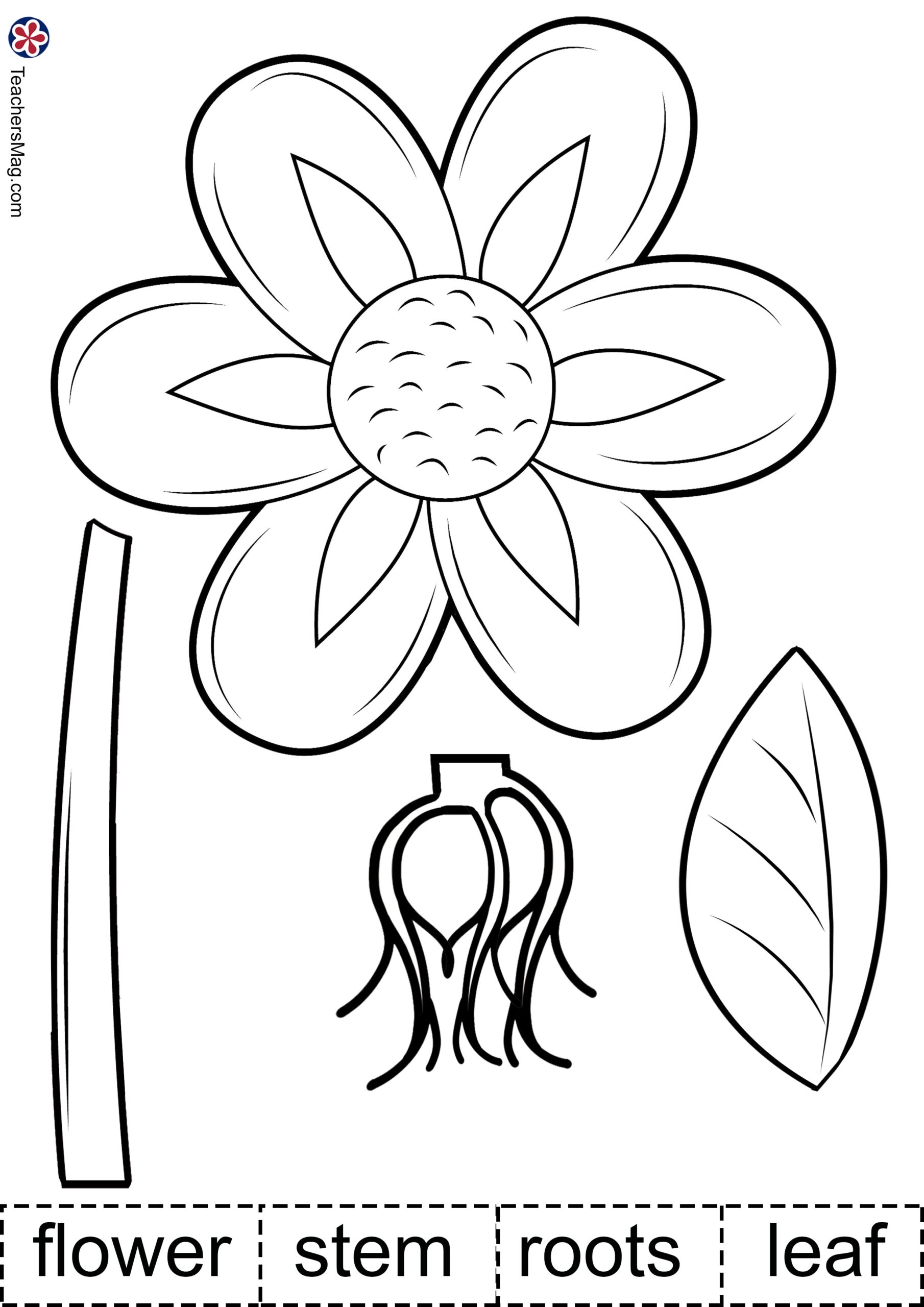 printable free preschool worksheets about plants