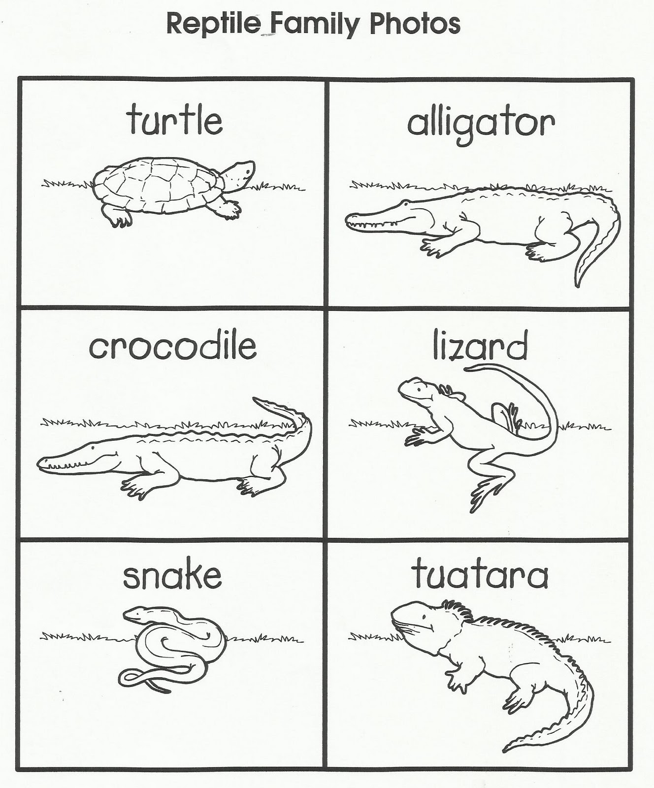 Reptiles Worksheet